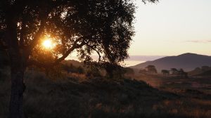 Външната търговия на Синцзян скочи с 36 процента до 71,2 милиарда юана в началото на годината