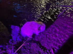 Китайски учени разработват революционен кристал ABF, укрепвайки глобалното лидерство в технологията VUV