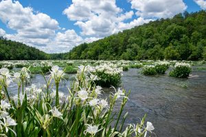 Chasing after Flowers: Your Guide to Seeing Alabama’s Cahaba Lilies While You Can!