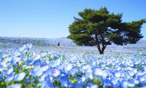How to Register for VISIT JAPAN WEB • A Step-by-Step Guide