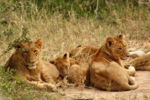 Tracking Lions on Foot at Royal Malewane