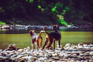 the best dog-friendly destinations for your summer holiday