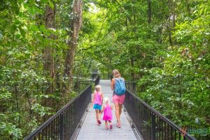 A Port Douglas To Cape Tribulation Road Trip: Things To See & Do