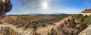 Discover South Coast Winery Resort: Temecula’s Pet-Friendly Winery