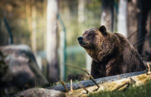 How to Get ready for a Wildlife Watching Expedition