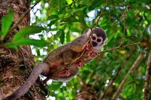 Ecuadorian Amazon Rainforest: Concealed Gems, Eco-Lodges and Indigenous Cultures