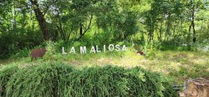 Fattoria La Maliosa and the Increase of Sustainable Red Wine Tourist in Italy