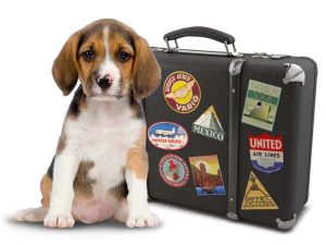 Taking a trip With Animals By Air: Useful Guide