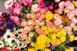 The Language of Flowers|Single Moms And Dads on Holiday