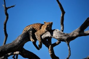 The 5 Best Nations To See Huge Felines