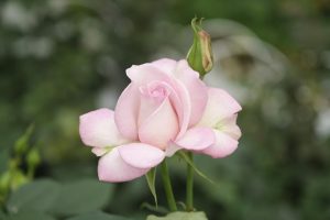 Роза Юнан, кръстена на чичо, “който прилича на цвете”