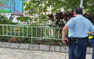 8 диви свине, заловени в квартал Вонг Тай Син в Хонконг